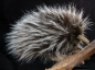 Preview: Ameisenigel 27 cm